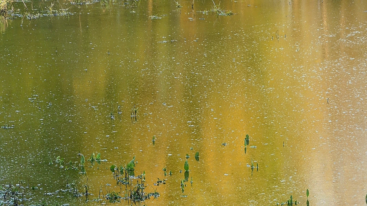 Etang jaune